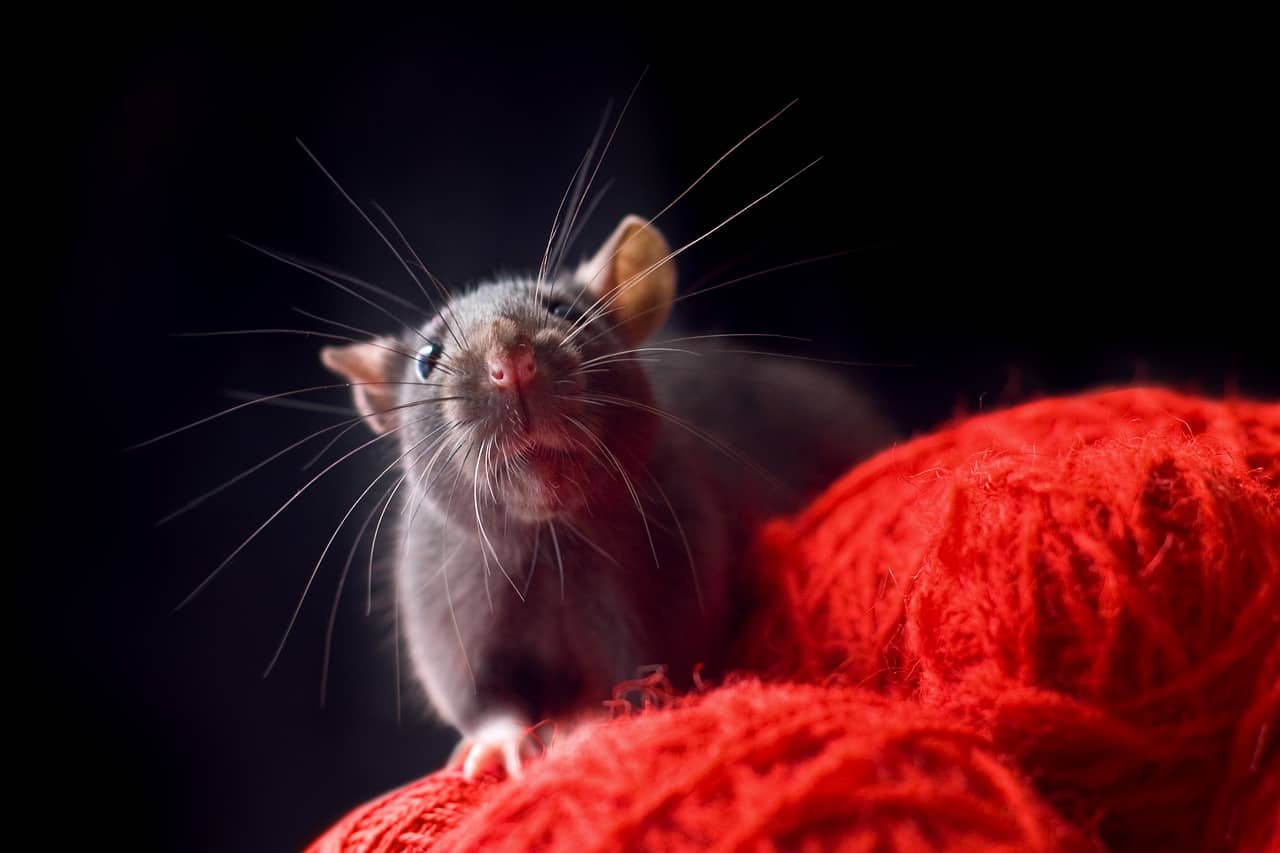 Ratte