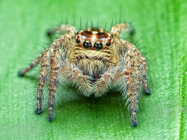 Spinne Makro