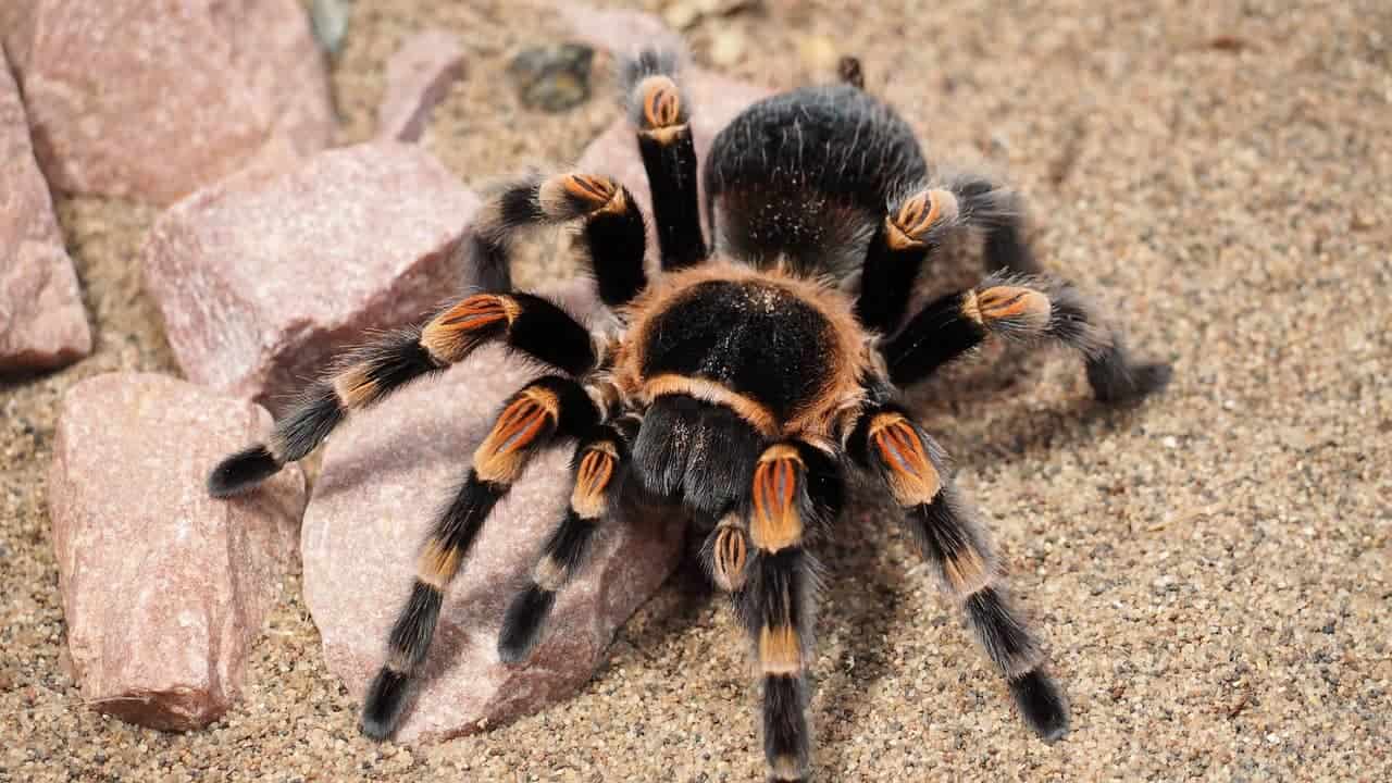 Spinne