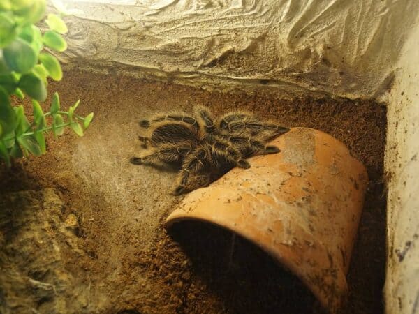 Tarantel im Terrarium