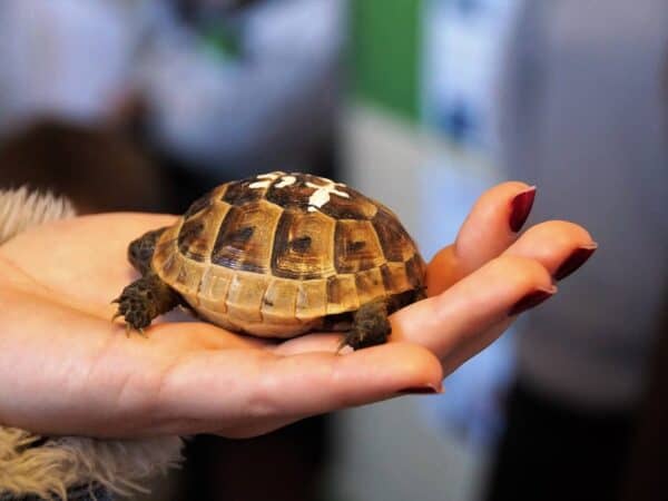 Schildkröte Baby
