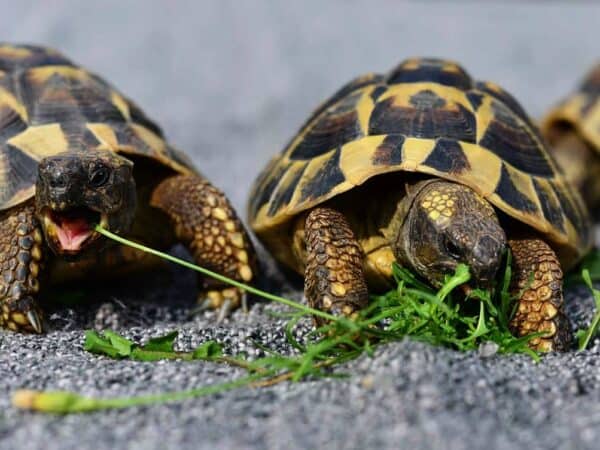 Schildkrötepassende Ernährung