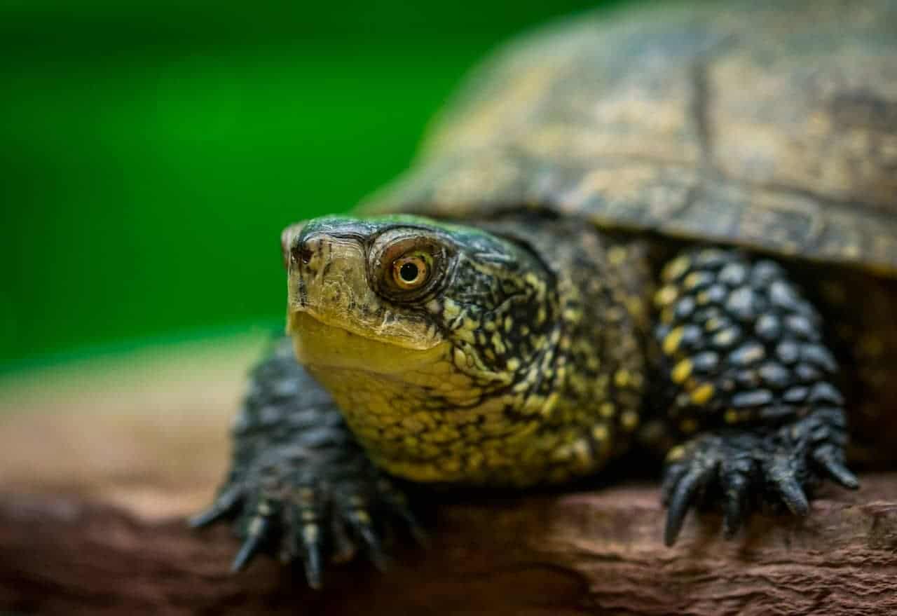 Schildkröte