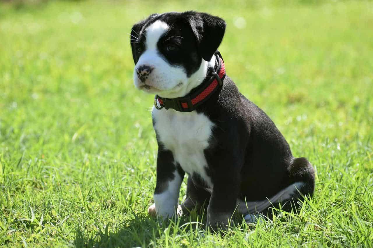 American Bully