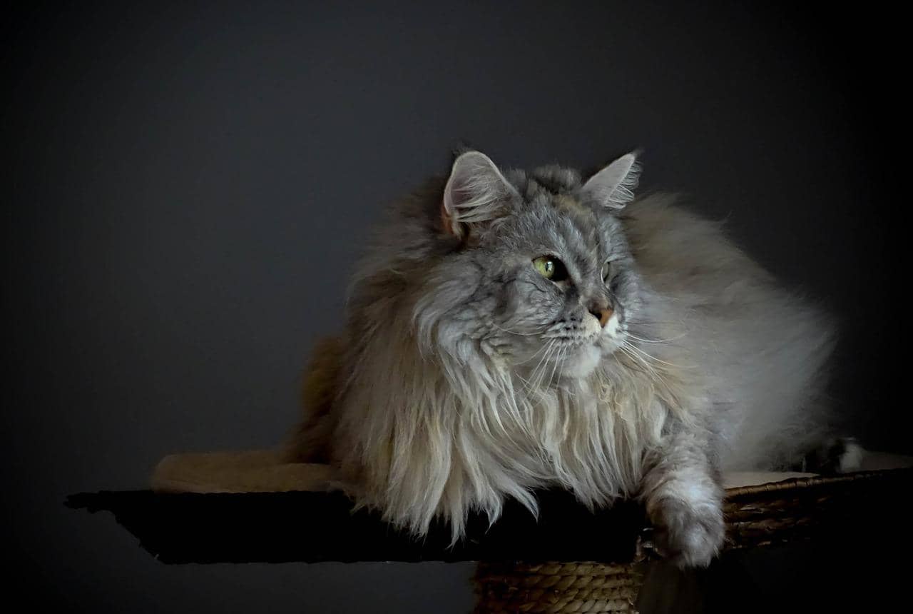 Die Pflege einer Main Coon