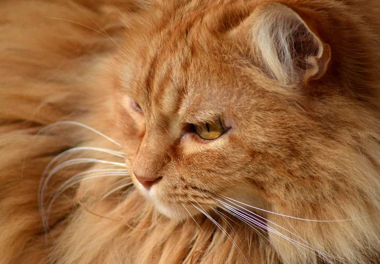 Wie viel Inzucht darf bei Maine Coon sein?