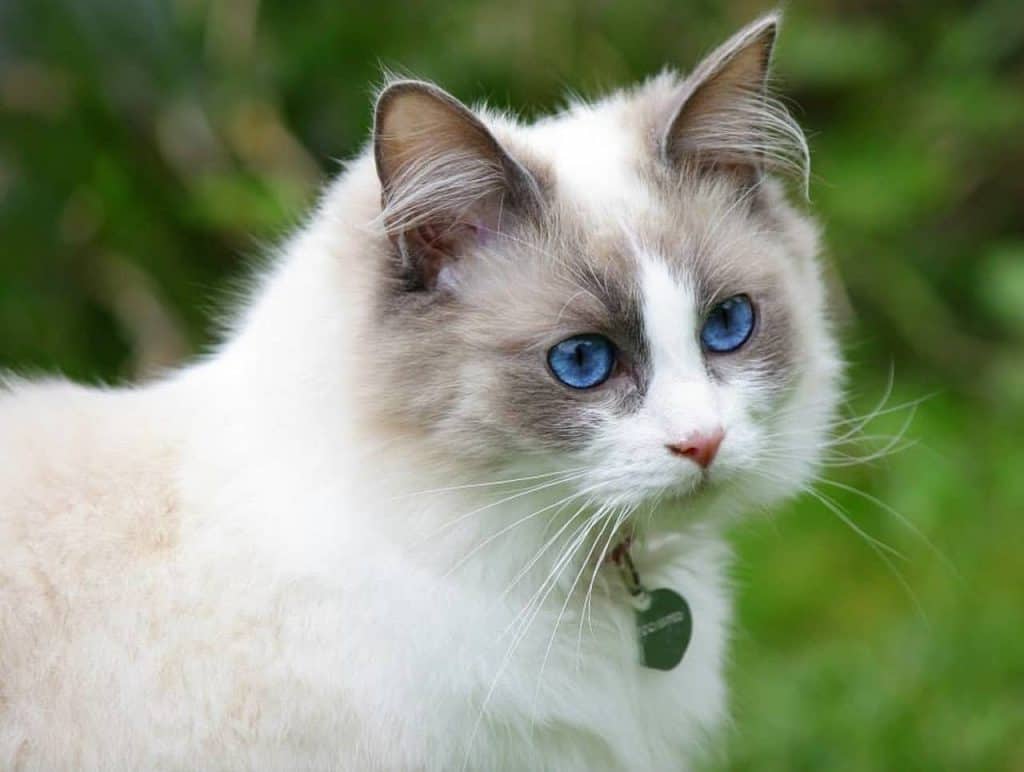 Karakter van een Ragdoll kat