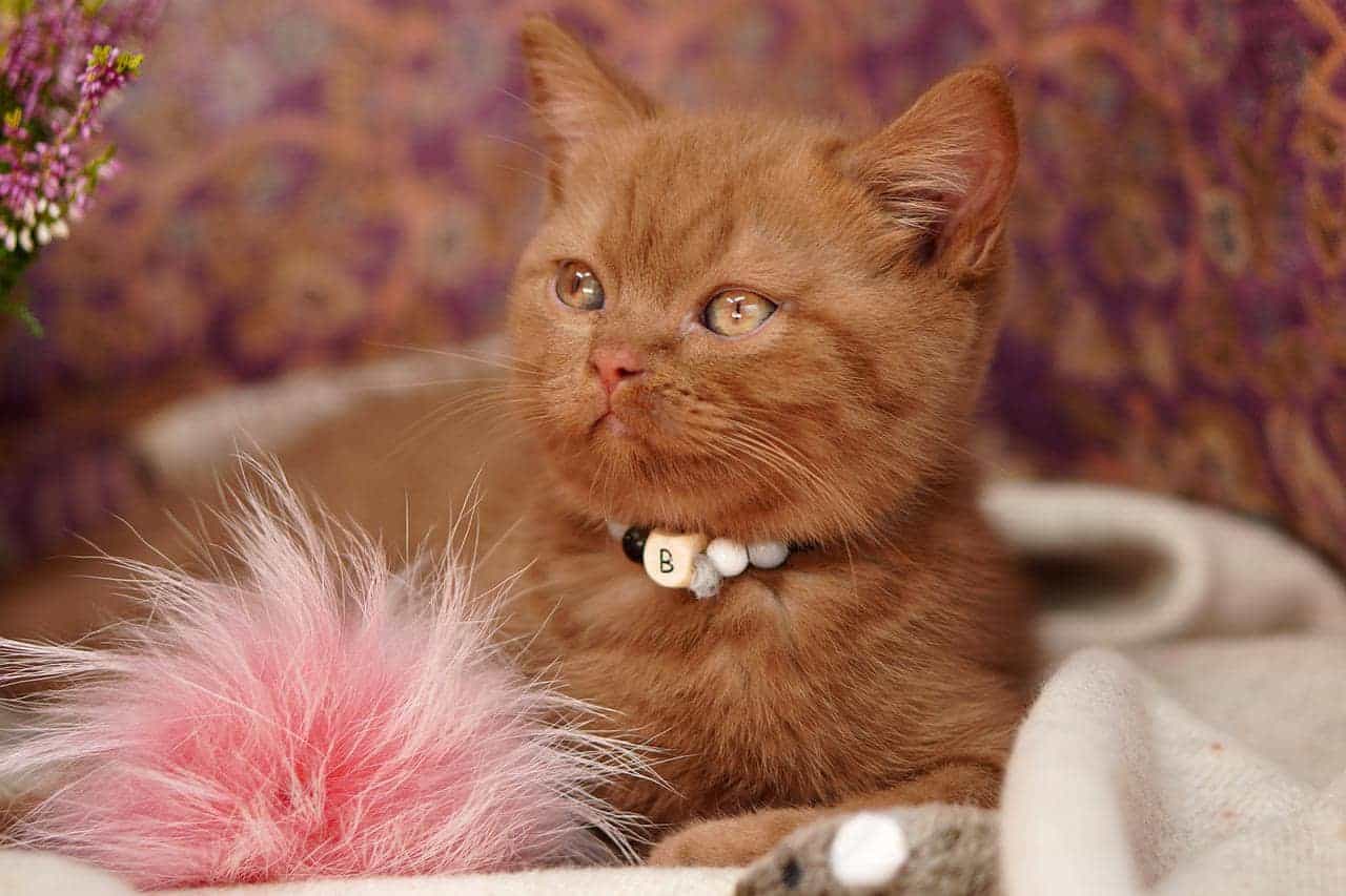 Katzen Stammbaum