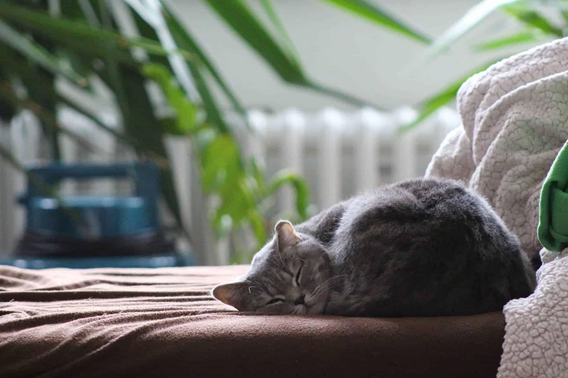 Britisch Kurzhaar Katze Charakter