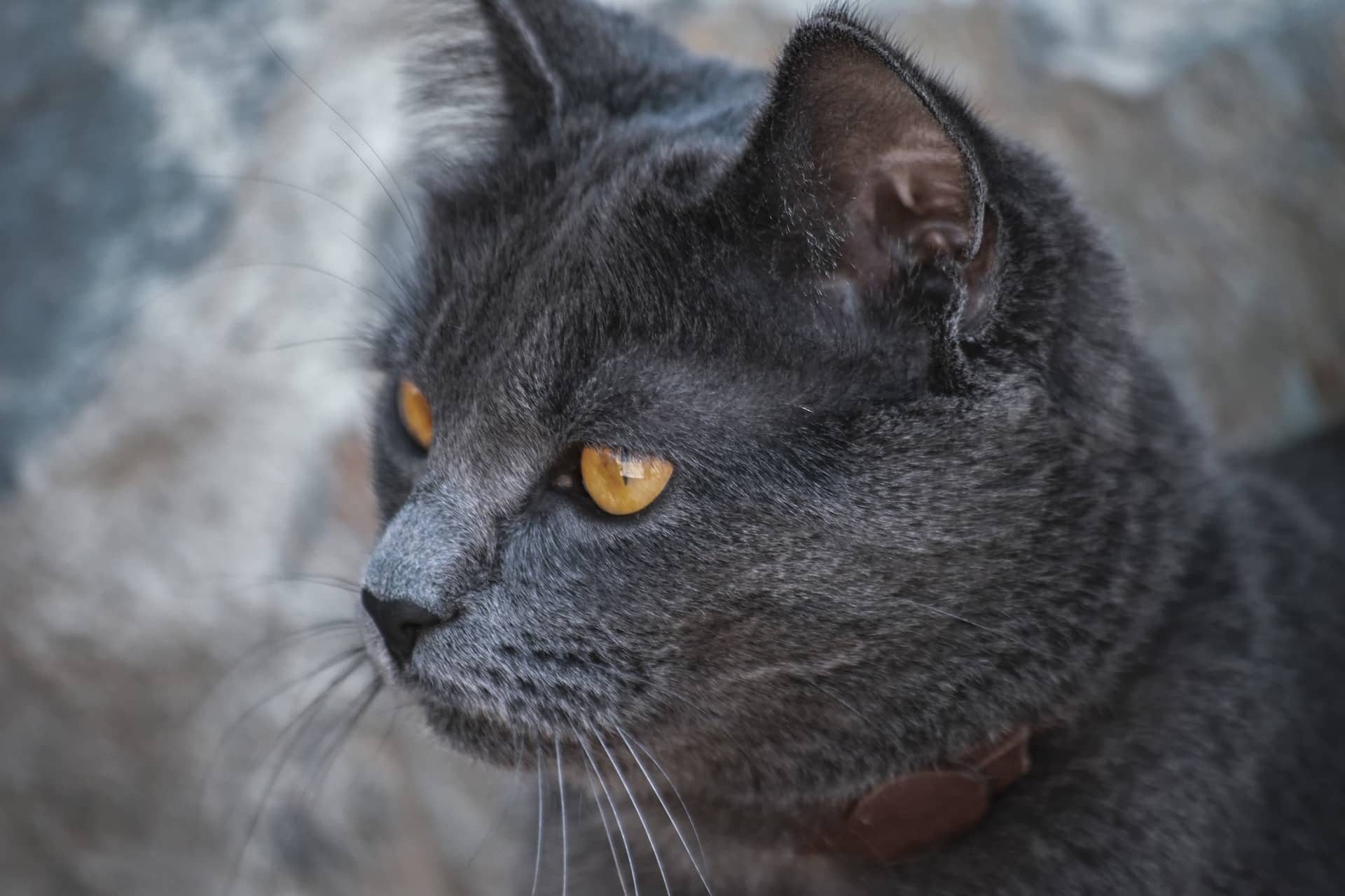 Britisch Kurzhaar Katze herkunft