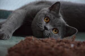 Britisch Kurzhaar Katze pflege