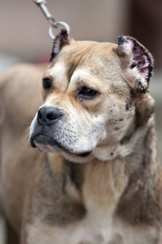 Alano Hund