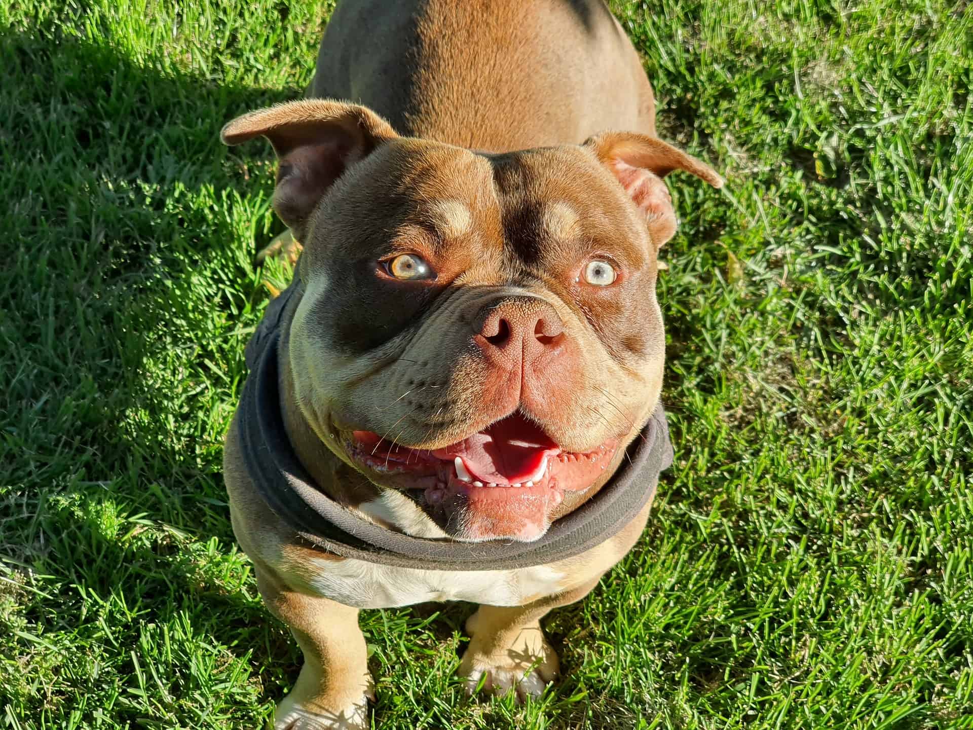 American Bully
