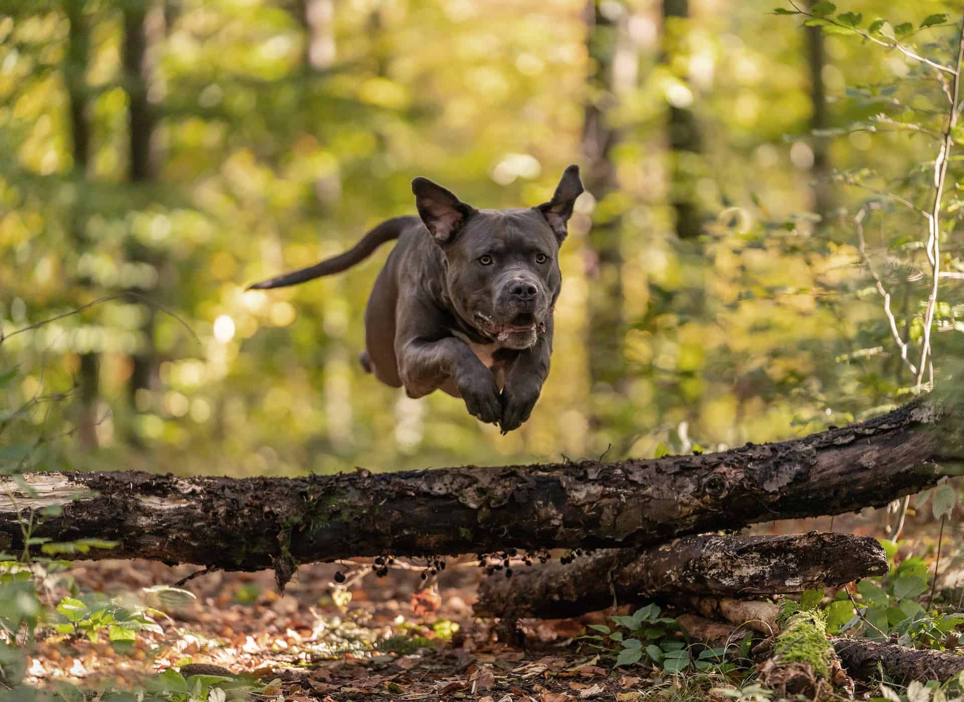 American Bully