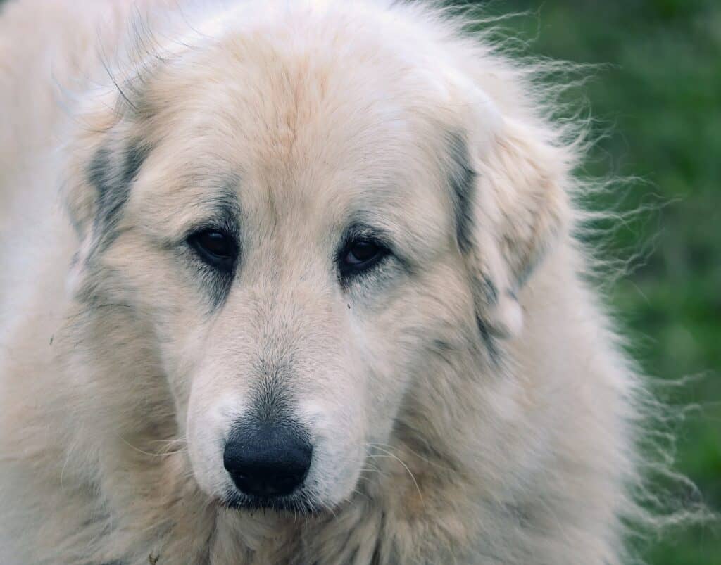 Anatolischer Hirtenhund