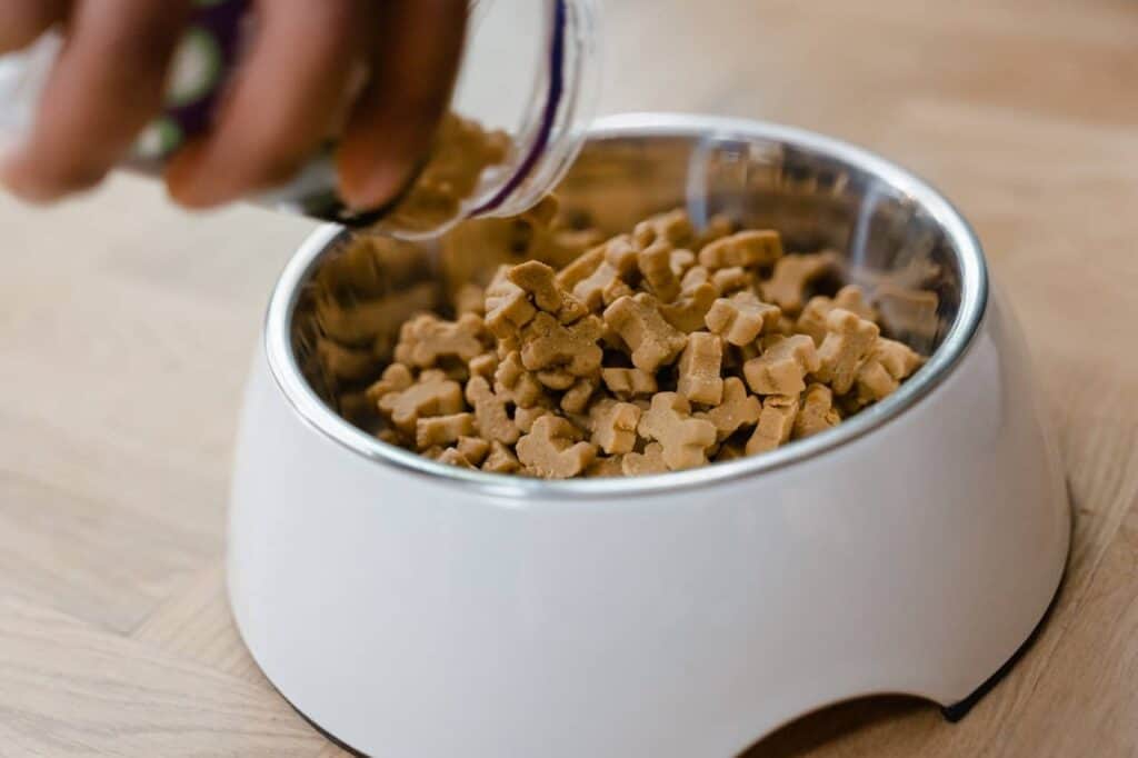 Insektenproteine in Hundefutter
