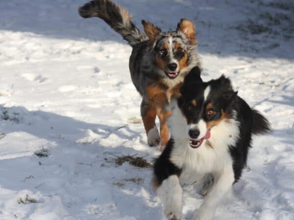 Australian Shepherd