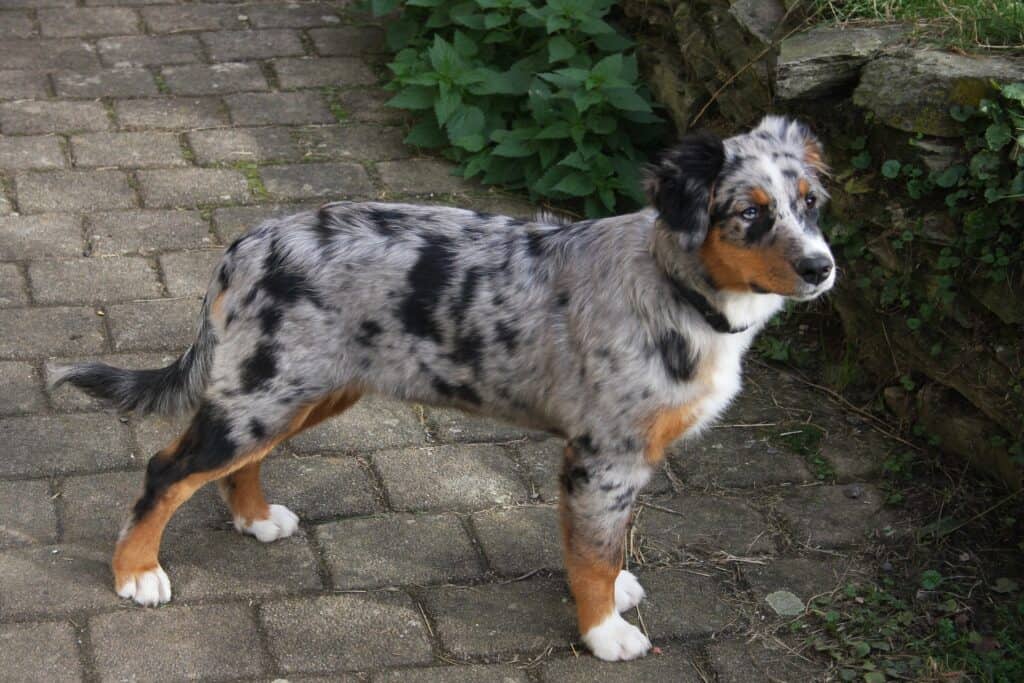 Australian Shepherd