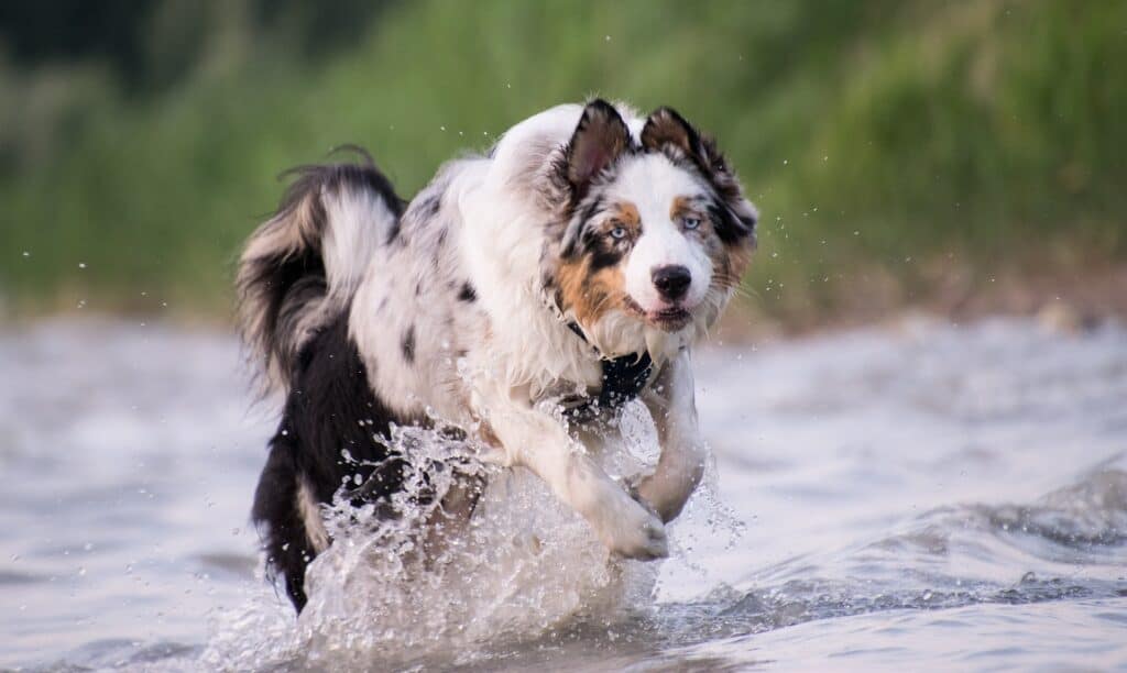 Australian Shepherd