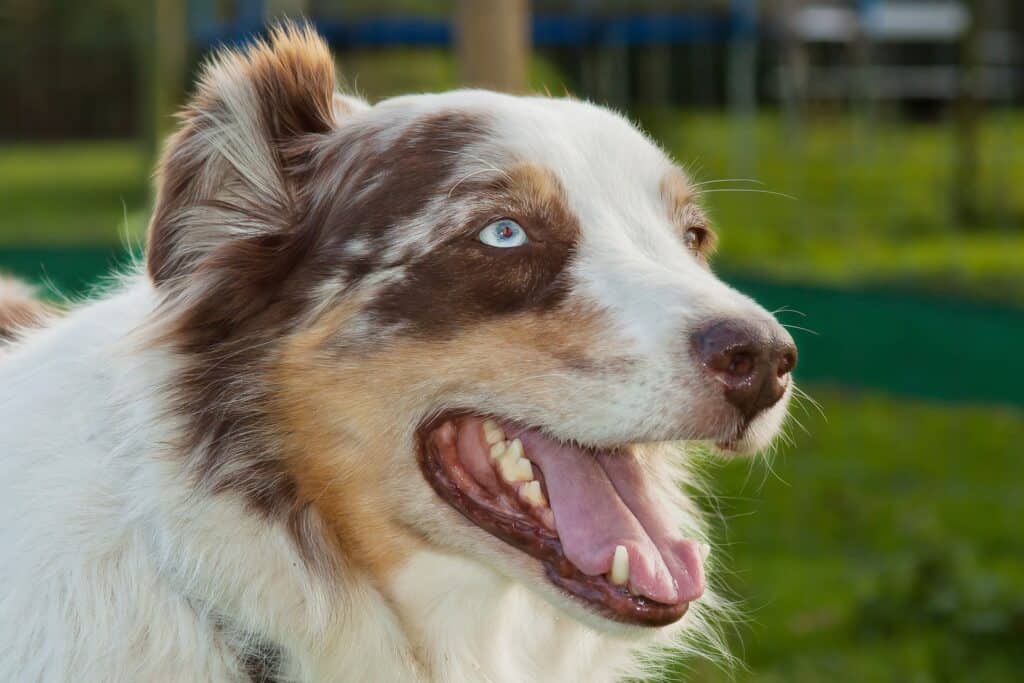 Australian Shepherd
