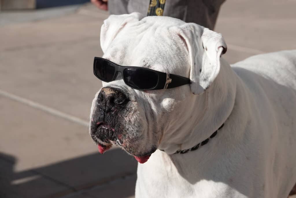 American Bulldog