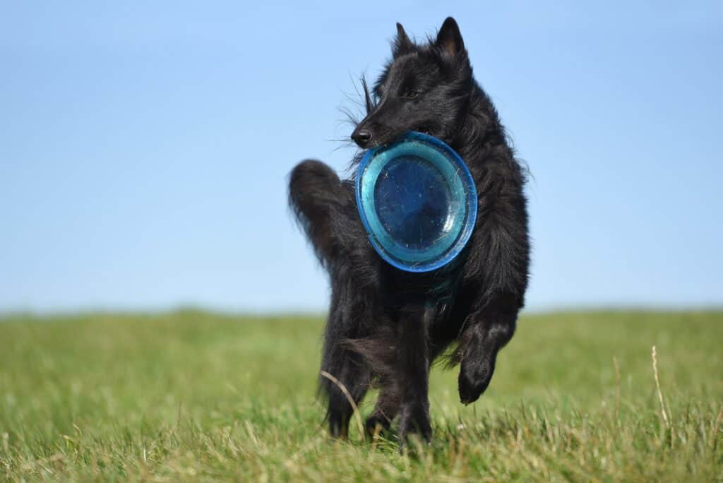 Belgischer Schäferhund