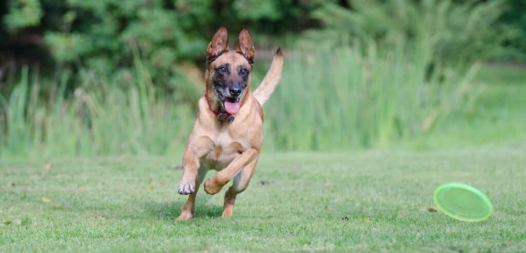 Belgischer Schäferhund