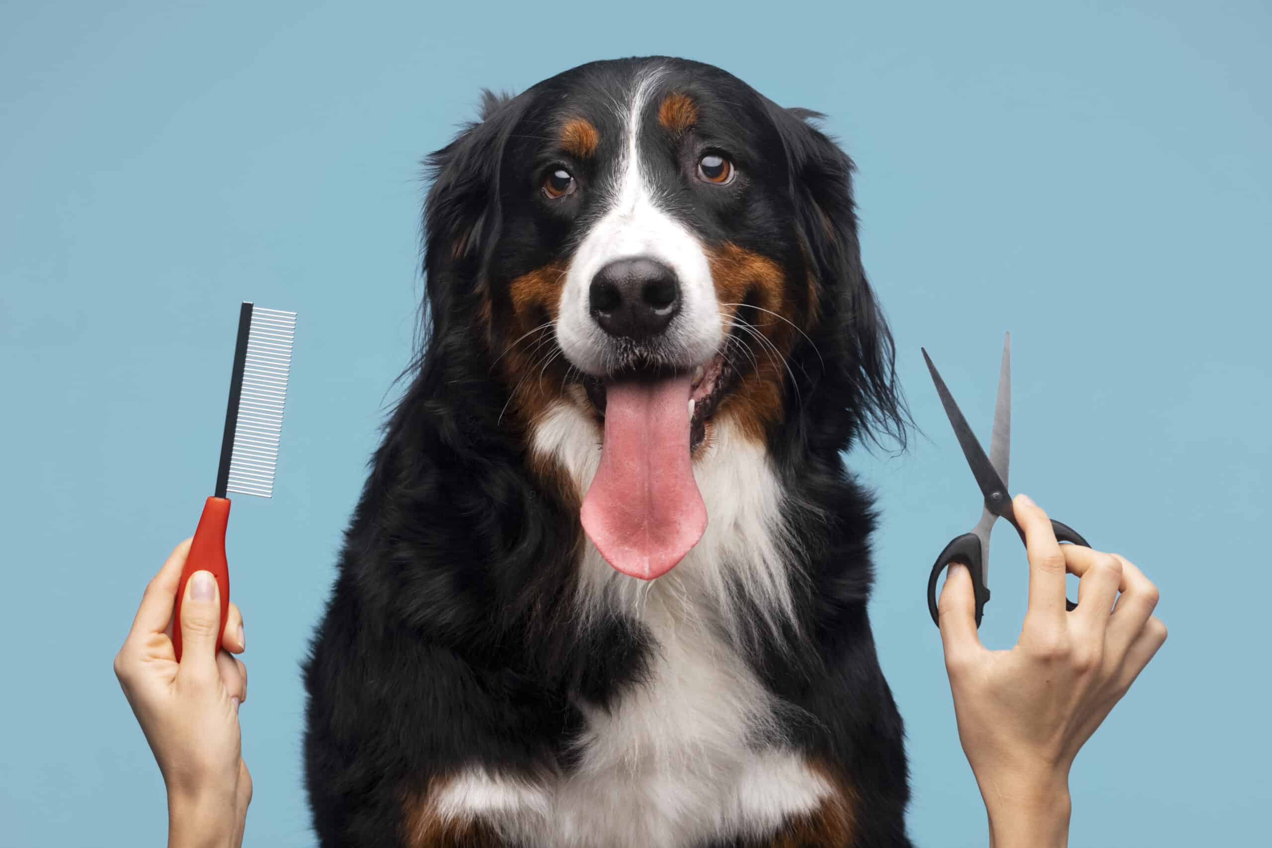 Hundefrisuren