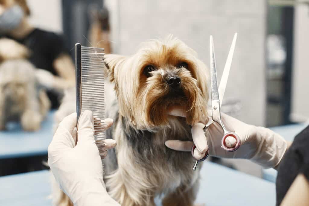 Hundefrisuren