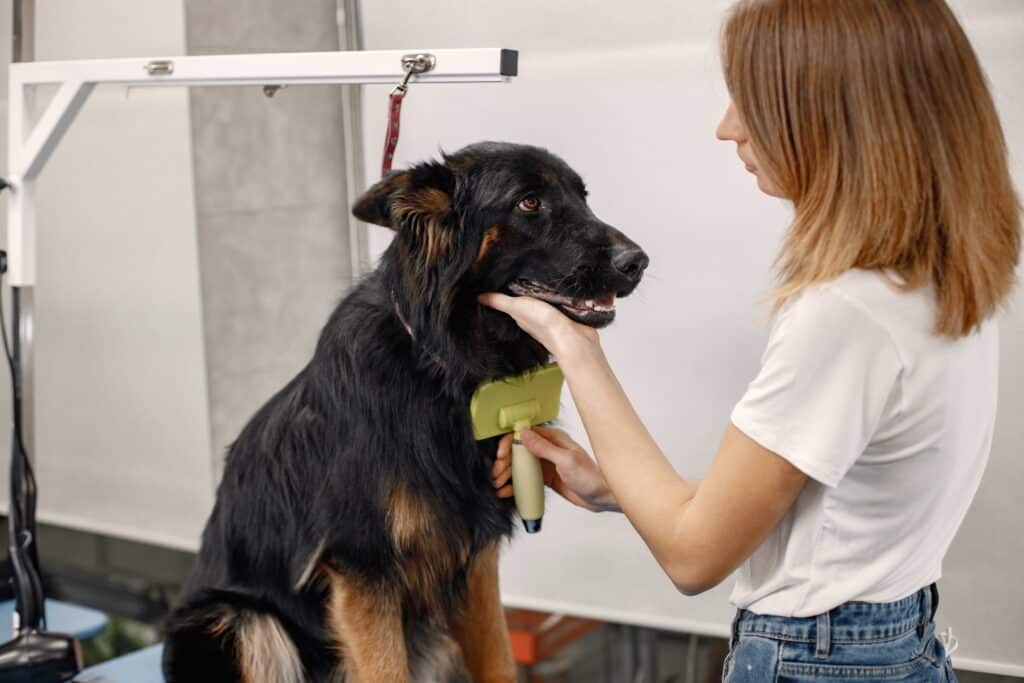 Hundefrisuren
