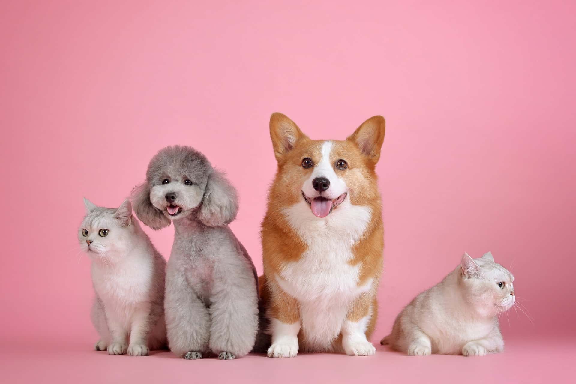 Hunde und Katze zusammen