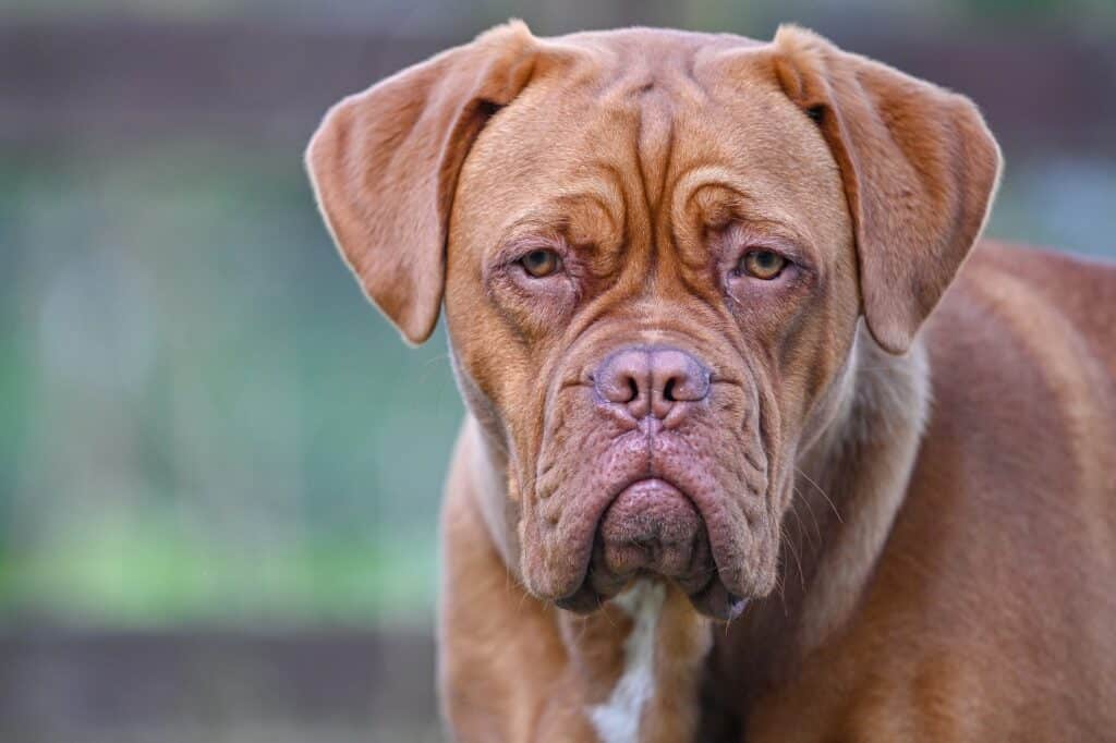 bordeaux dogge