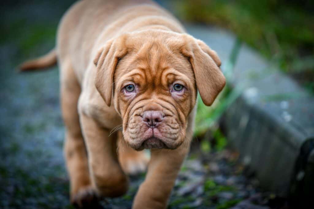 bordeaux dogge