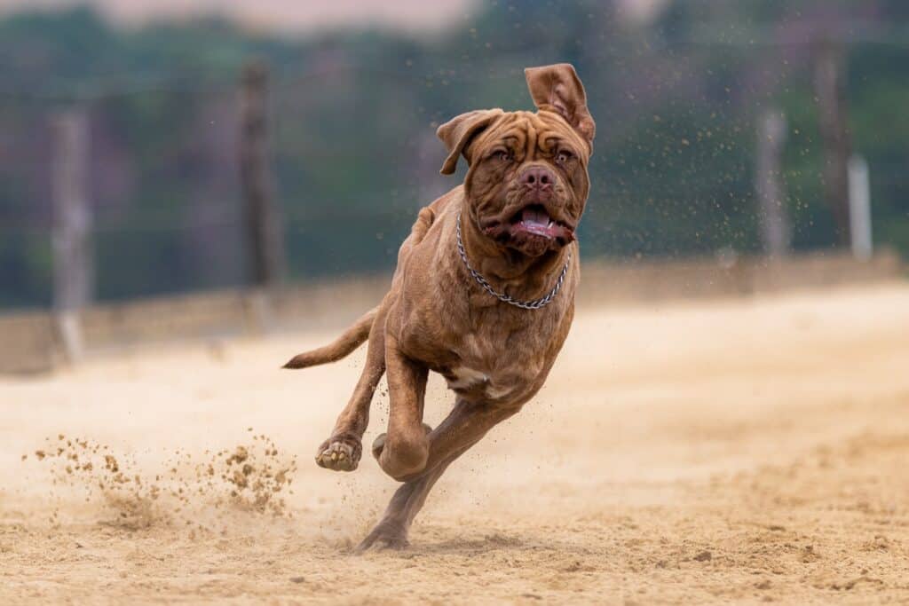 bordeaux dogge