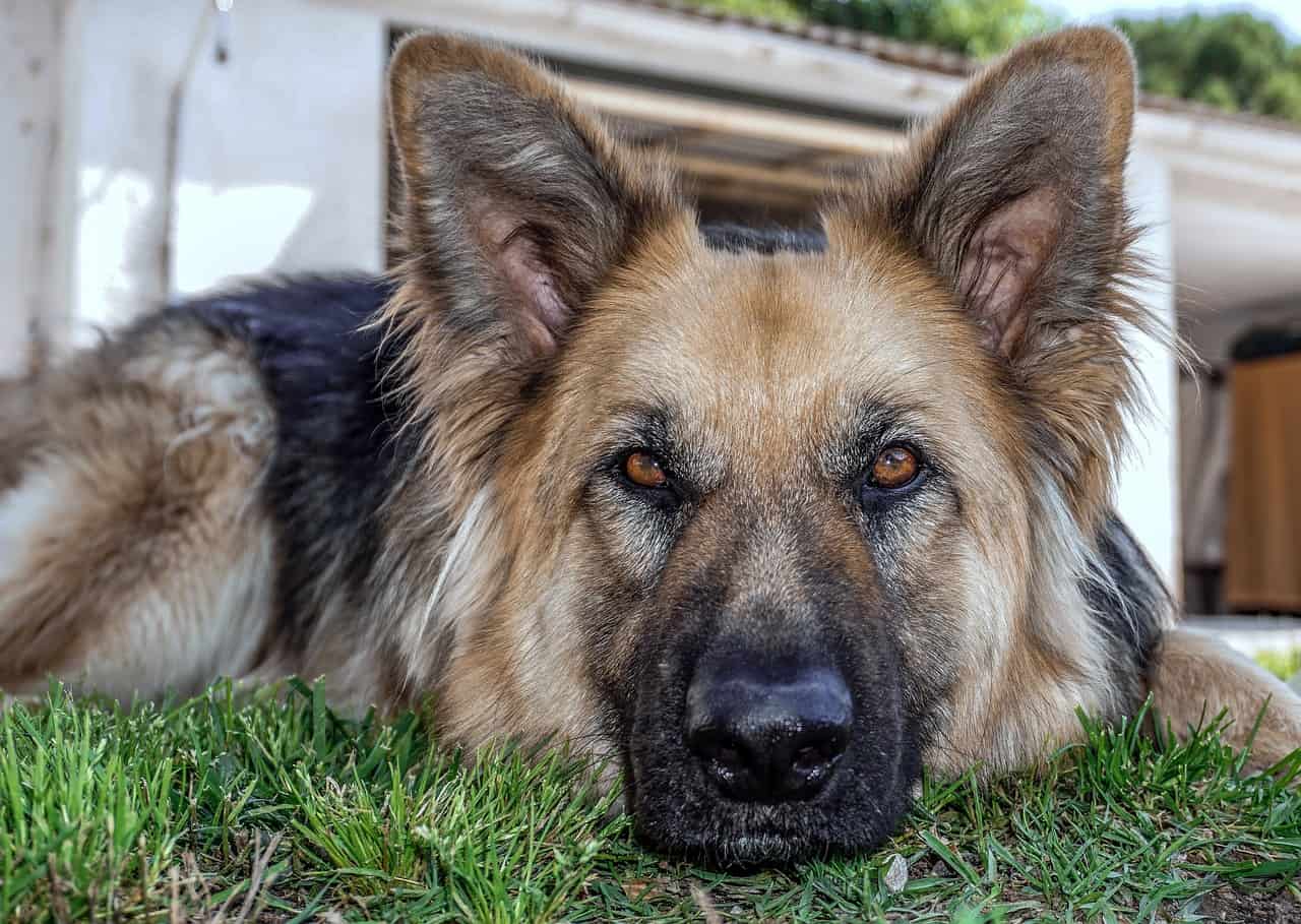 Schutzhund