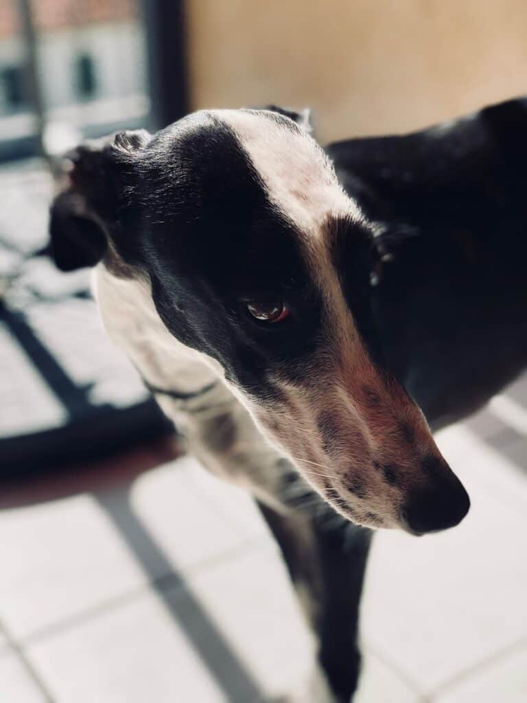 Galgo Espanol