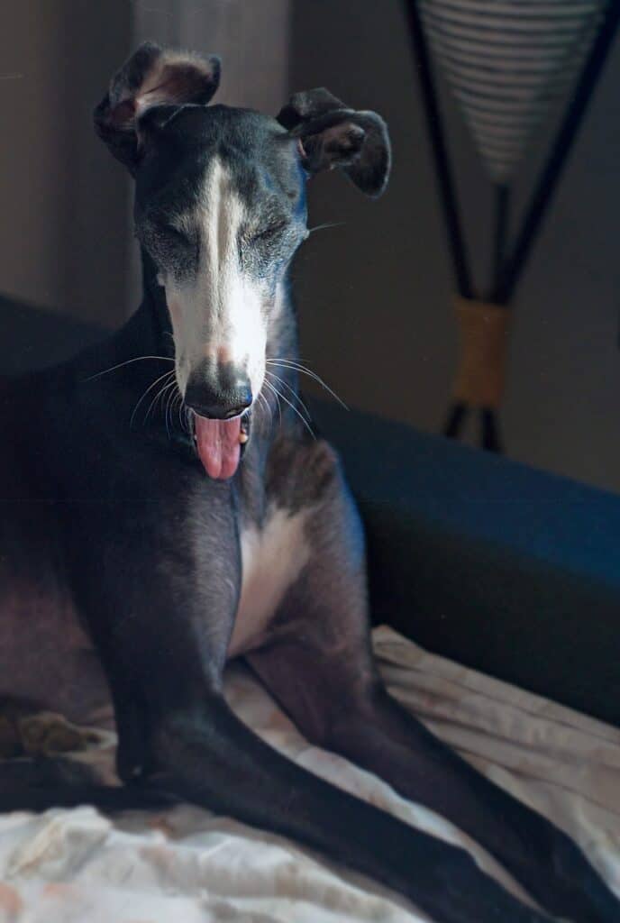 Galgo Espanol