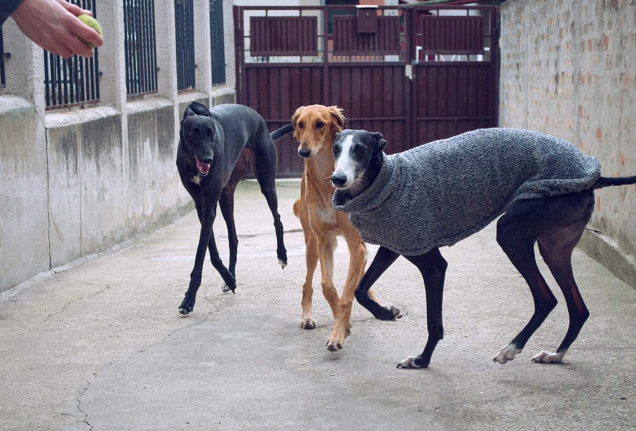 Galgo Espanol