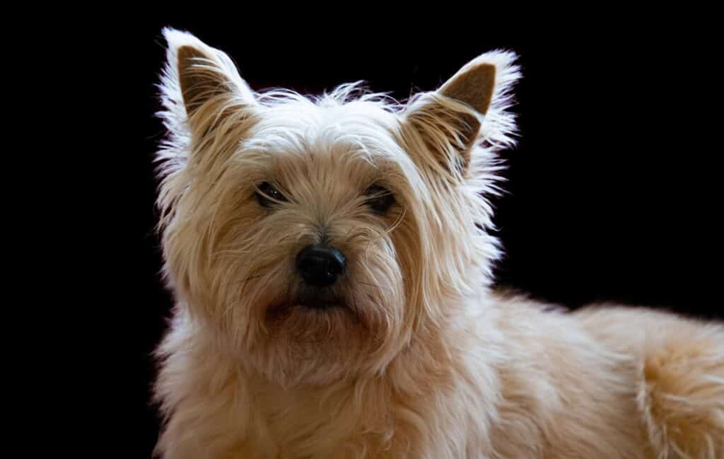 Cairn Terrier 