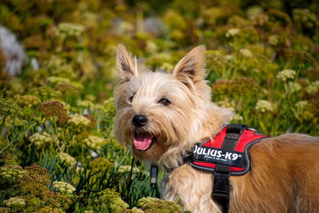 Cairn Terrier 