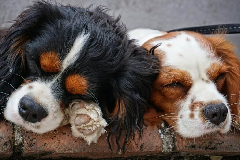 Cavalier King Charles Spaniel (1)