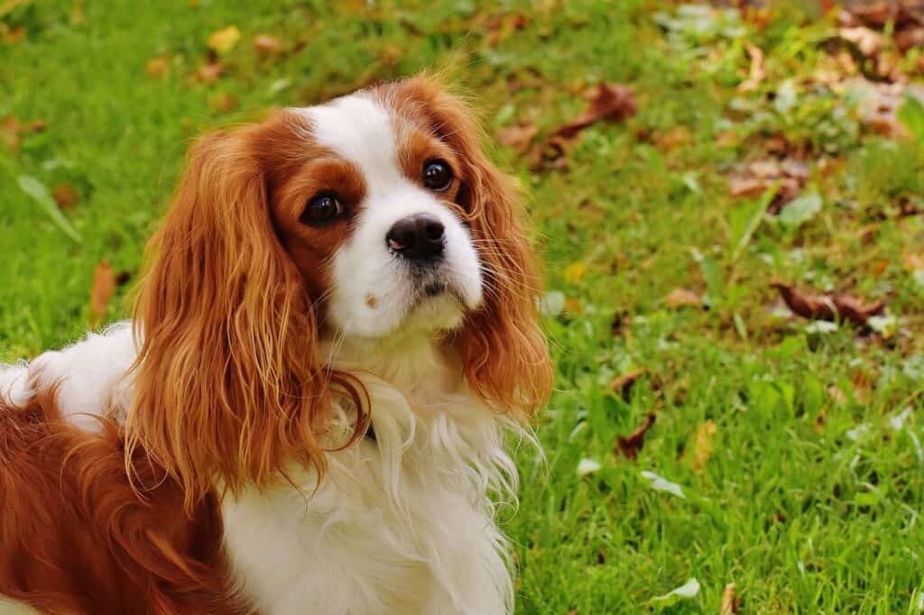 Cavalier King Charles Spaniel (1)