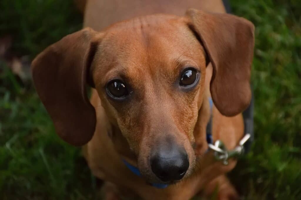 Dackel
