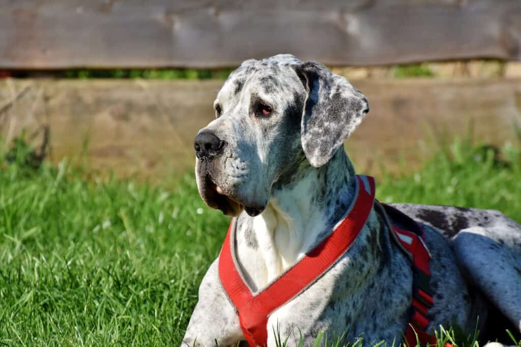 Deutsche Dogge