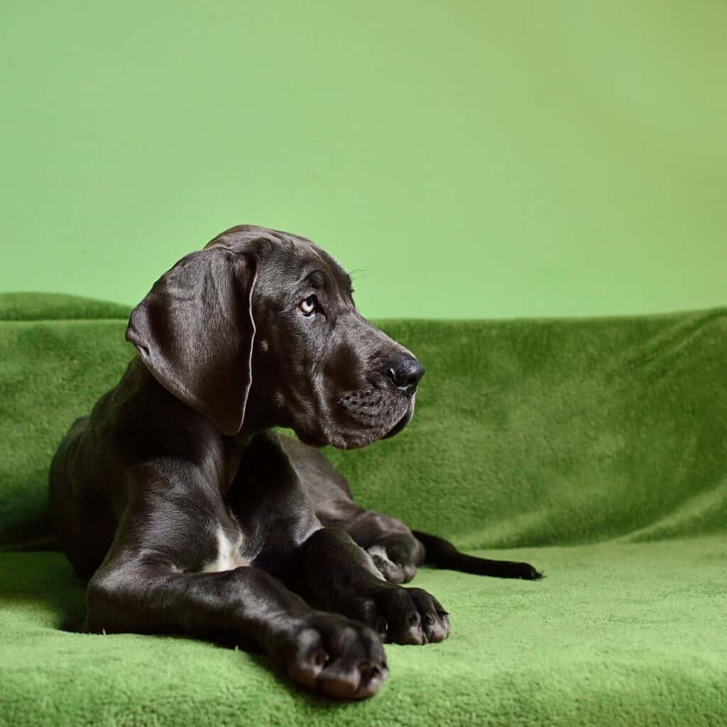 Deutsche Dogge