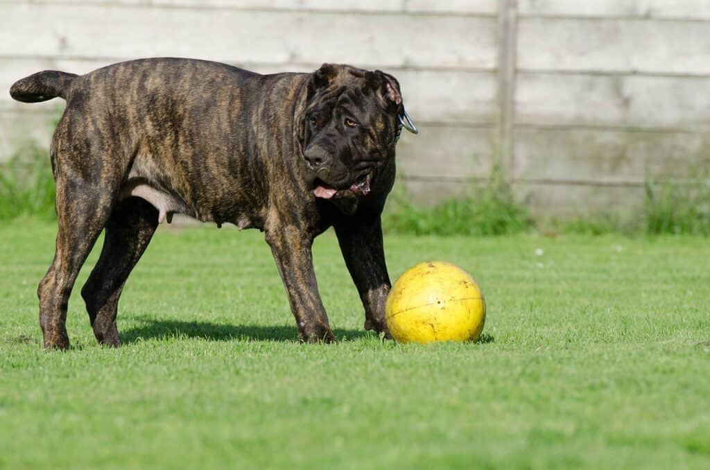 Dogo Canario 