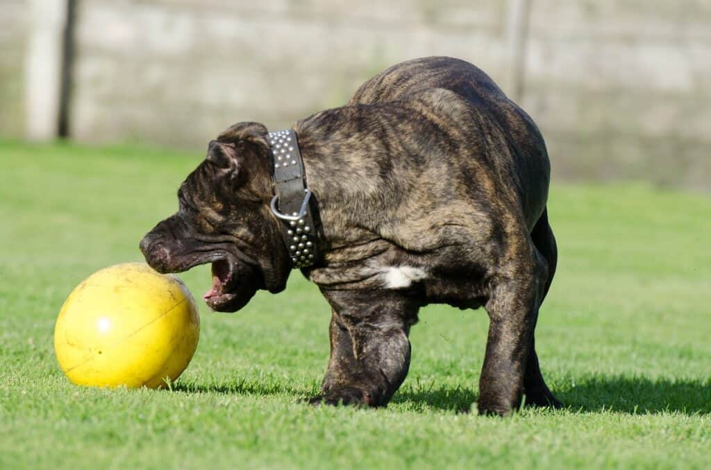 Dogo Canario 
