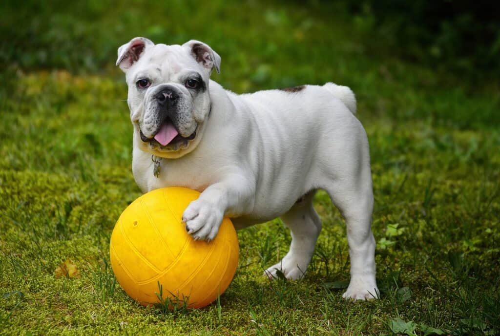 Englische Bulldogge