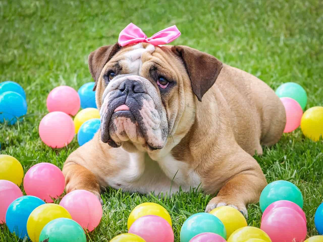 Englische Bulldogge