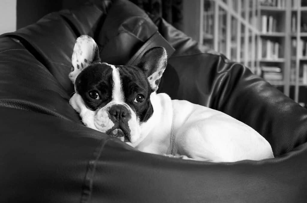 Franse bulldog